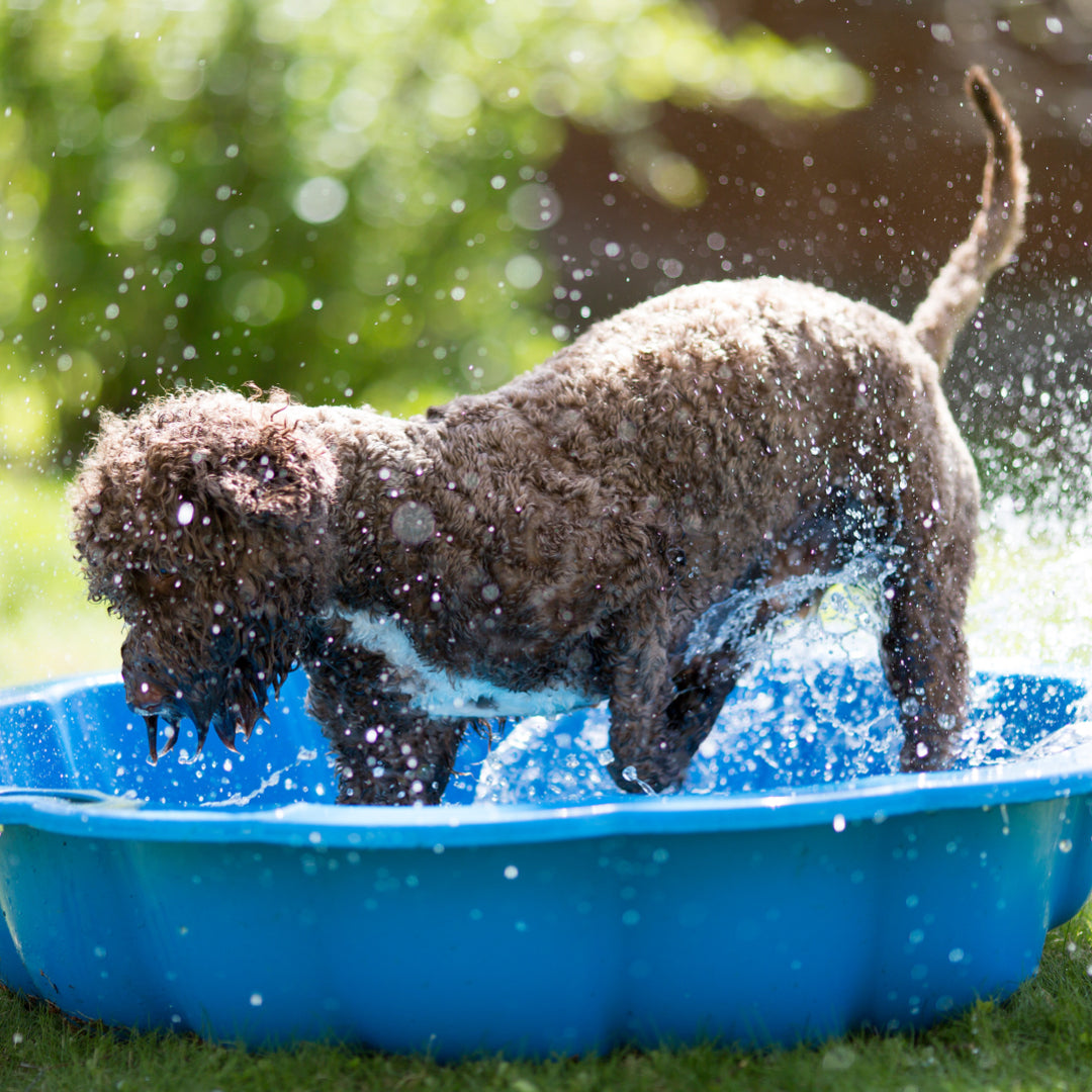 Wie unsere Hunde mit hohen Temperaturen umgehen. Tipps aus erster Pfote.