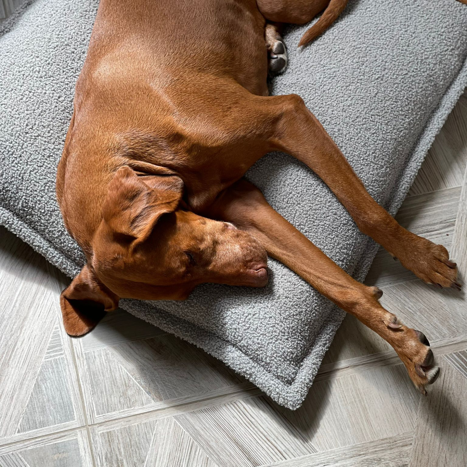 Neu: LOUNGER CLOUD Hundekissen aus recyceltem PET.