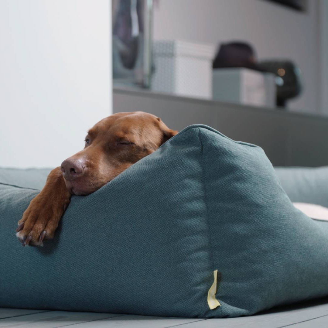 Wie finde ich den passenden Schlafplatz für meinen Vierbeiner?