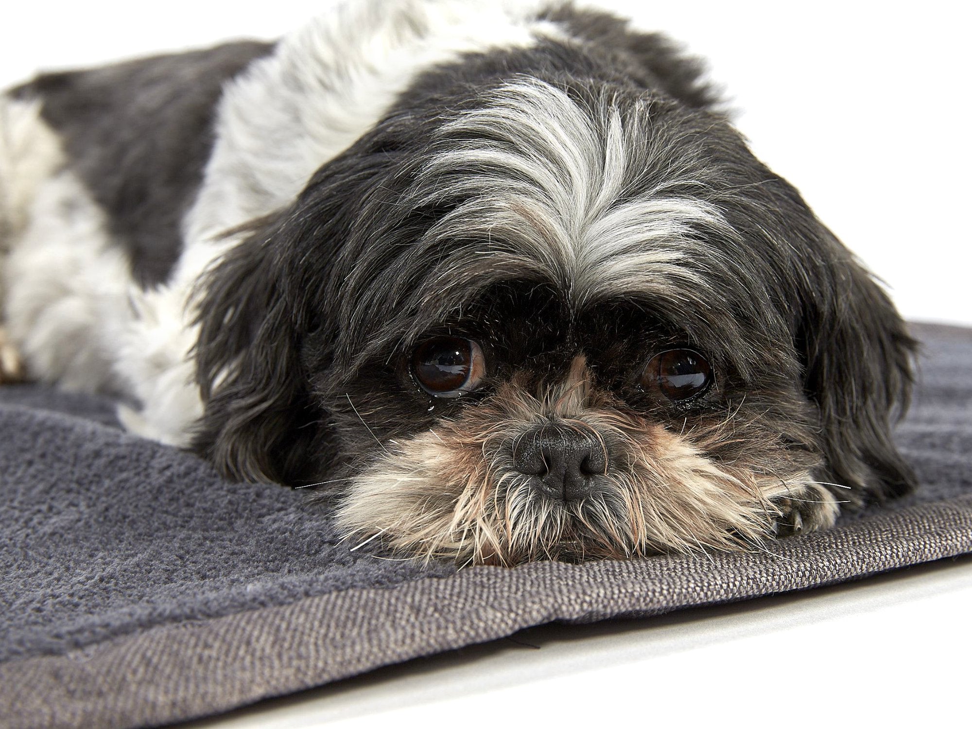 Cosy Plus Hundedecke