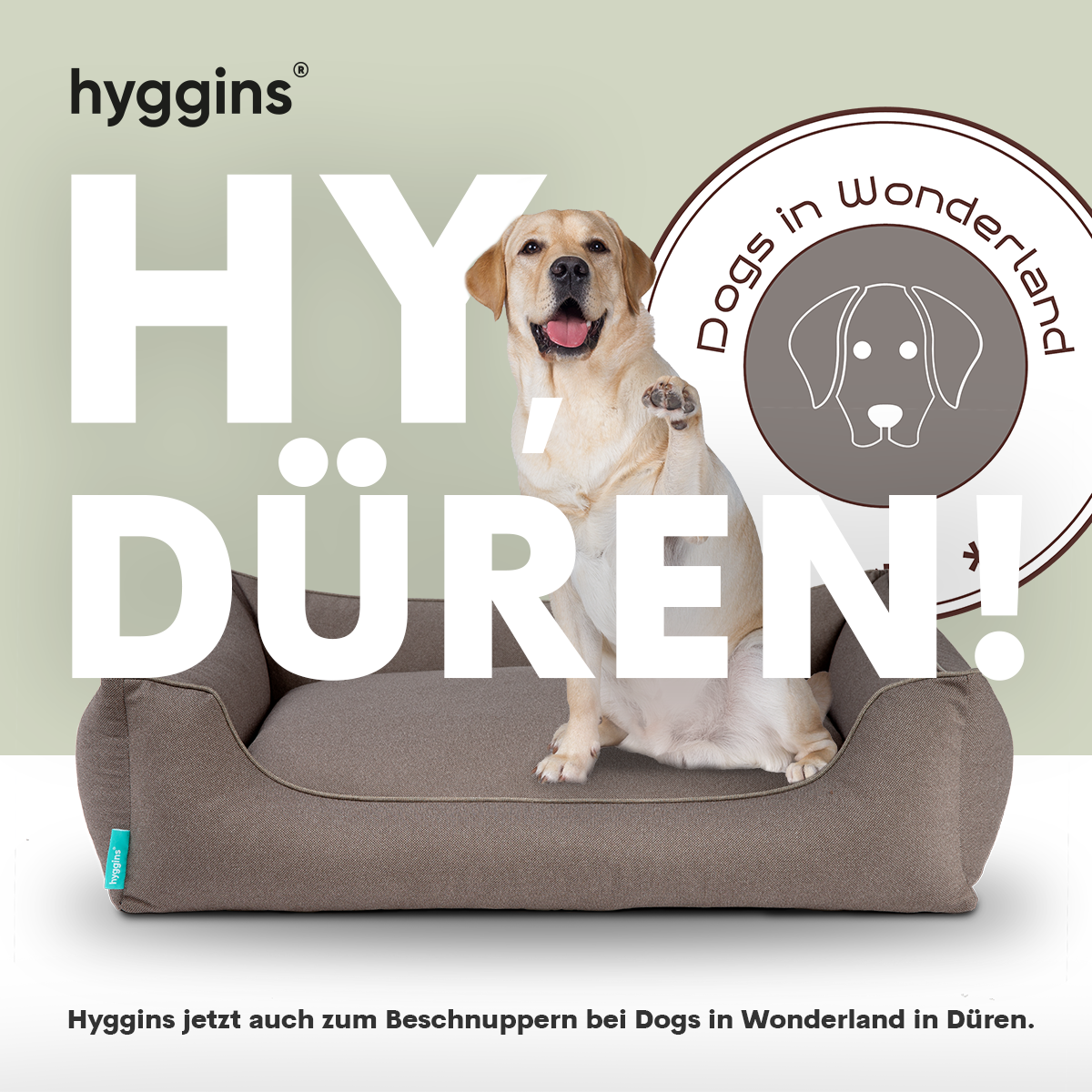 HY Düren! Hyggins jetzt neu bei Dogs in Wonderland im Sortiment.