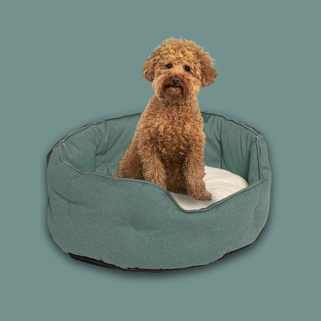 Neu: Das DREAMER NEST Hundebett für kleinere Vierbeiner.