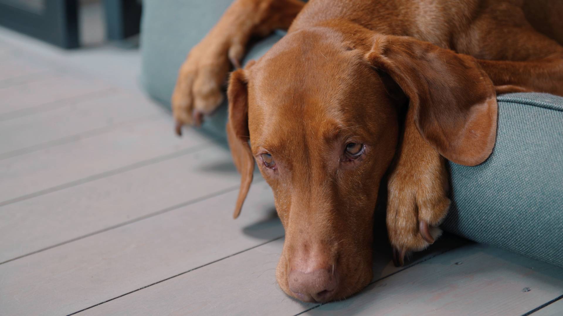 Hundebetten